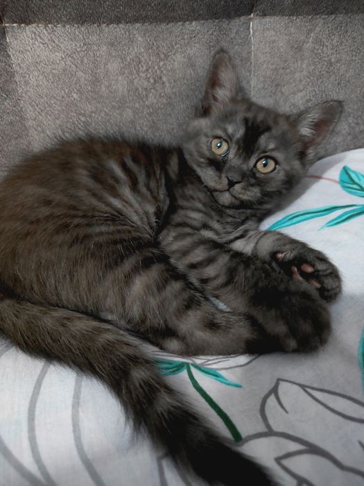 Шотладські кошенята