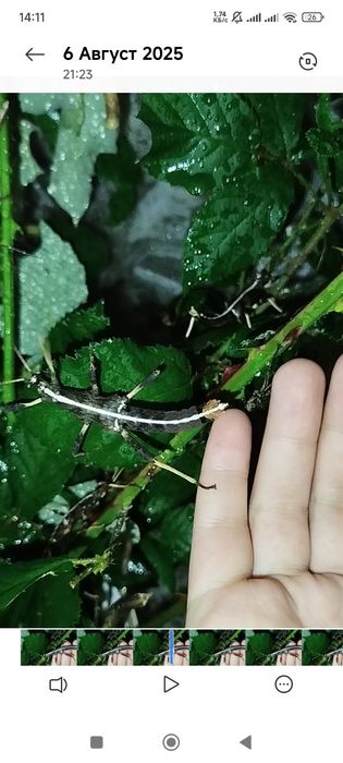 Паличник несподіваний з білою полосочкою