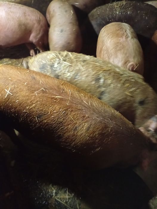 Продам свиней живою вагою.