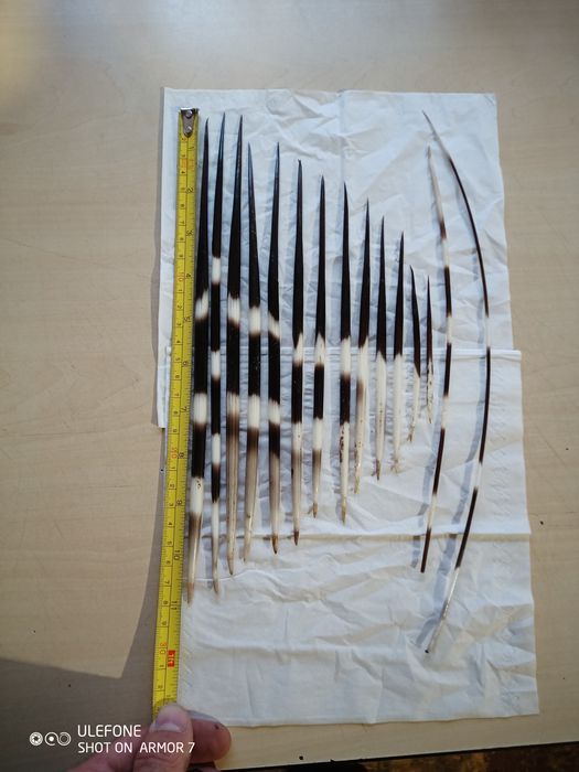 Продам голки дикобраза