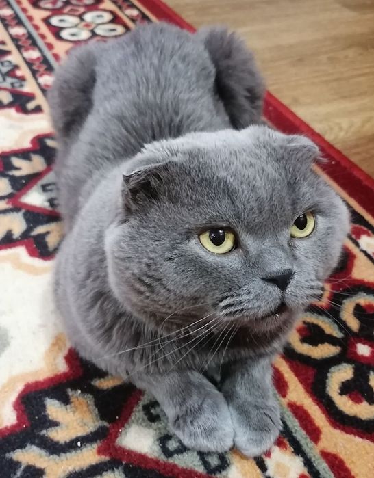 Животные Отдам  кот