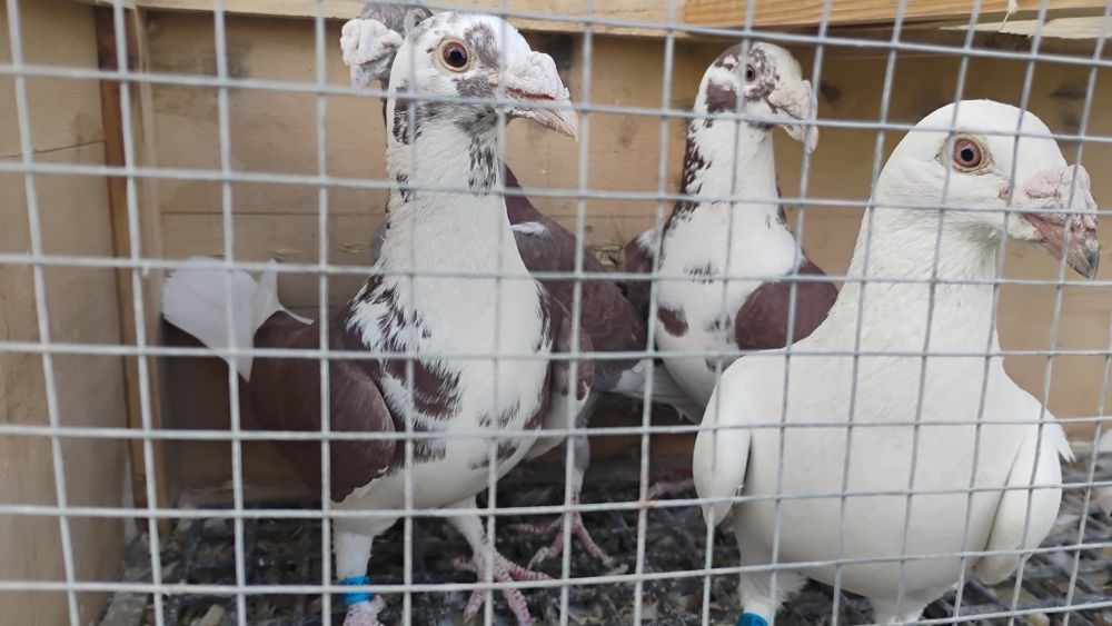 Gołębie staropolskie 25/26