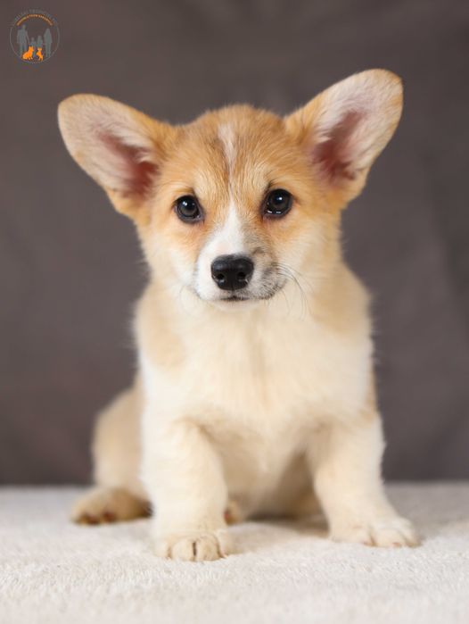 Welsh Corgi Pembroke ZKwP FCI po Championie, wolny od wybranych chorób gen