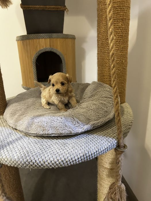 Чарівні цуценята мальтіпу