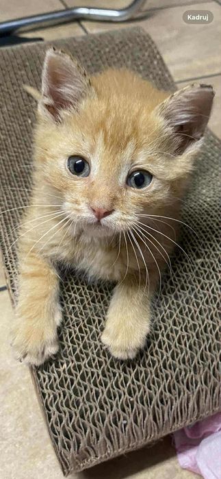 Rudy kocurek 2 miesięczny, adopcja.