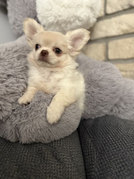 Chihuahua z prawdziwym rodowodem  FCI