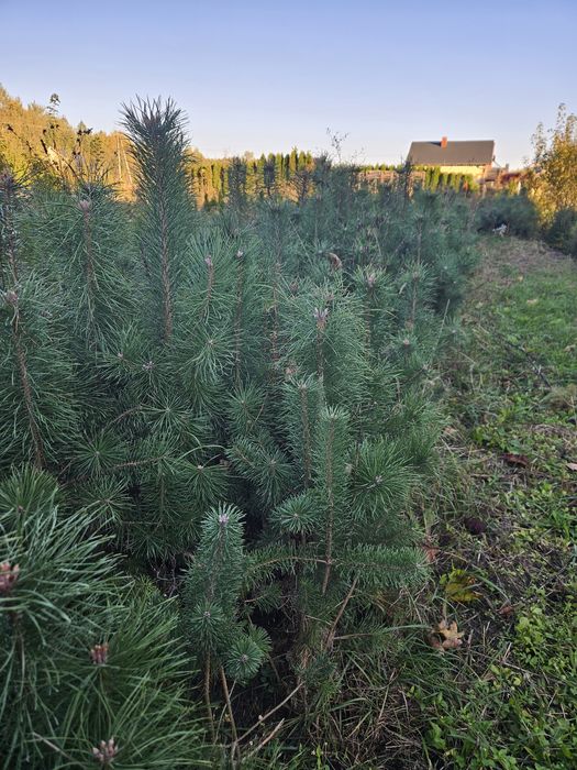 Sosna pospolita zwyczajna 4letnia sadzonki sosna