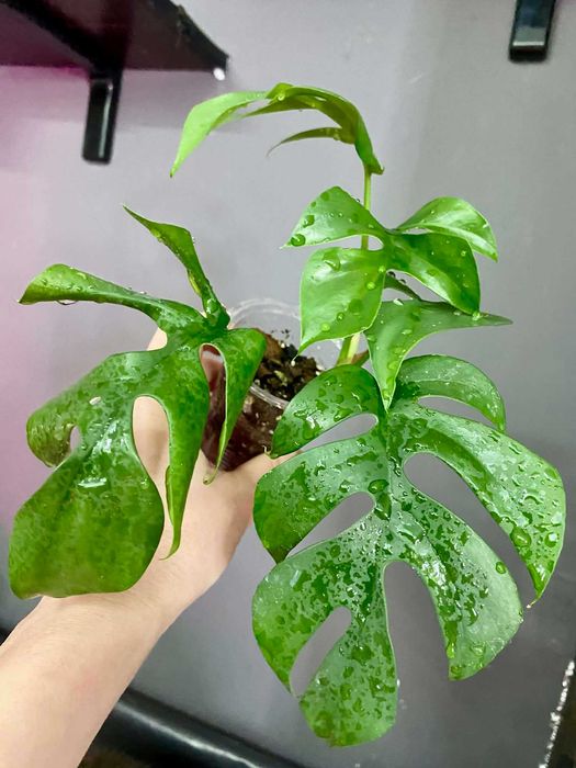 Монстера тетерасперма мініма варієгатна monstera tetrasperma minima variegatta