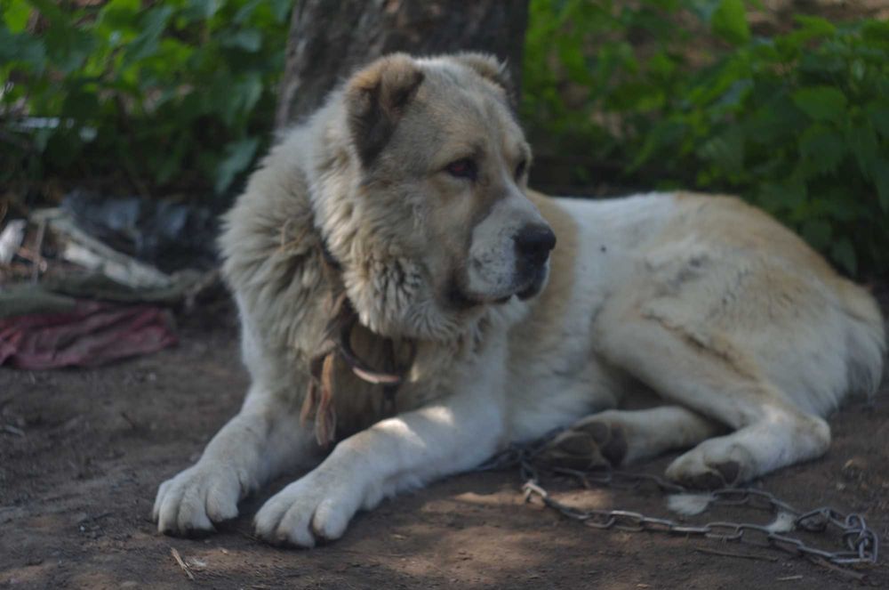 вязка АЛАБАЙ САО  100 гр