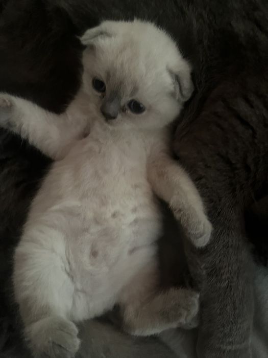 Продам кошеня Scottish Fold