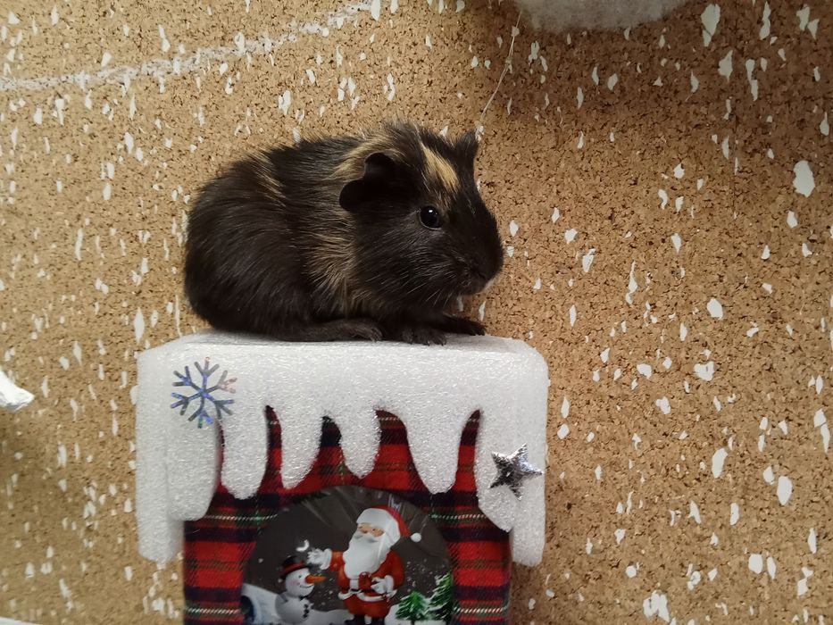 Морская   свинка