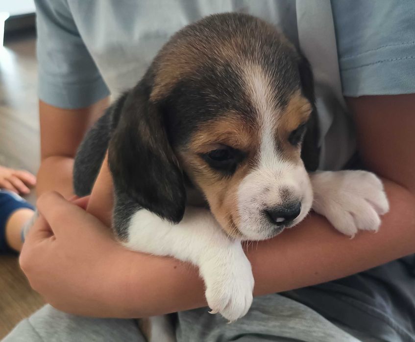 Beagle hodowlany tricolor