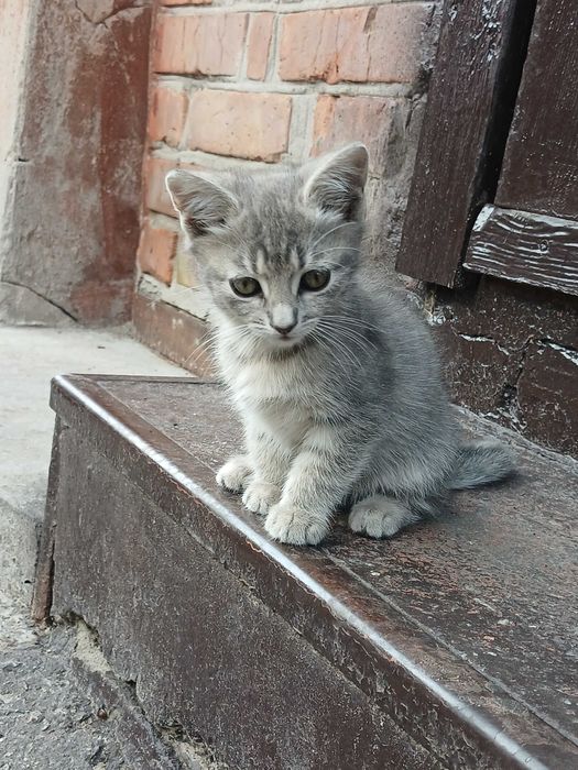 Віддам кошенят в хороші руки!
