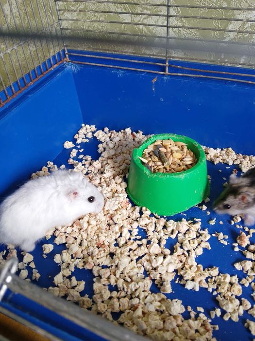 Джунгарскией хомяк