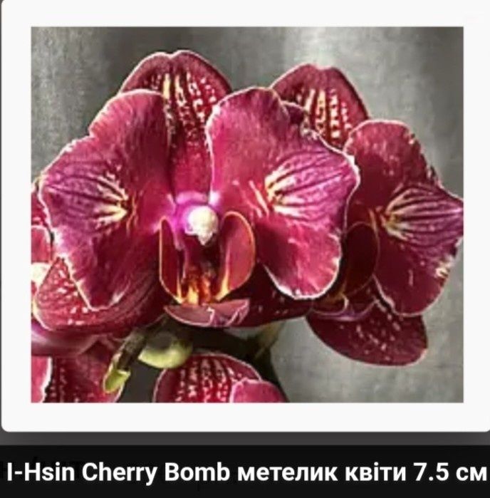 Орхідея фаленопсис- малюк метелика "Cherry Bomb"-1,7, мох, Тайвань