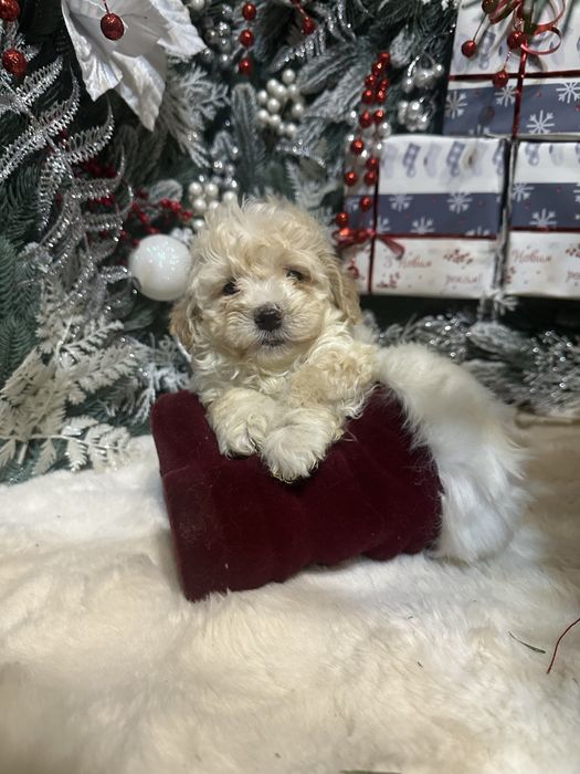 Хлопчик мальтипу,стандарт