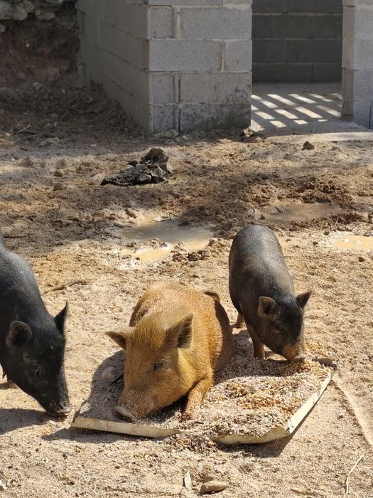 Mini pigs filhos de mãe preta e pai castanho