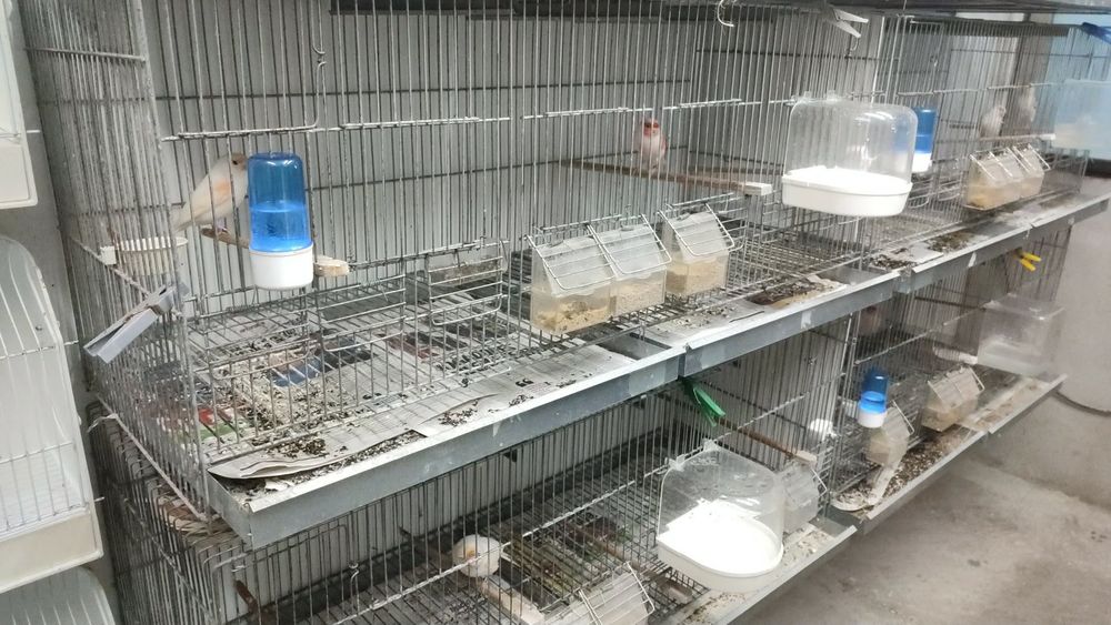 Gaiolas galvanizado 1m