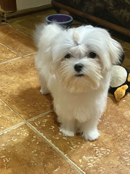 Девочка мальтезе стандарт .док КСУ