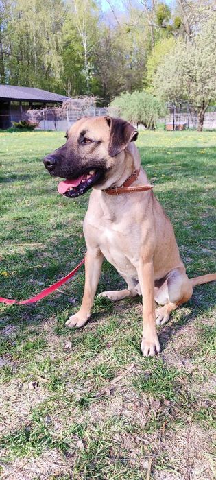 American Staffordshire Terrier szuka domu schronisko Zgierz -aktualne