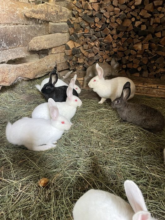 Продам кролики віком 3 місяці