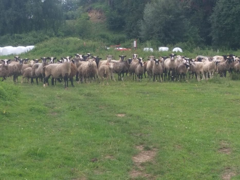 Баран вівці ярки овечка