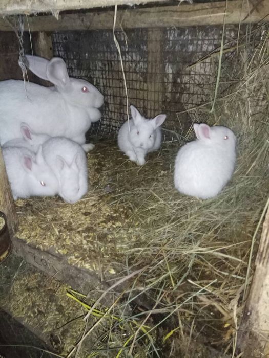 Кролі Термонці Самиці Самці