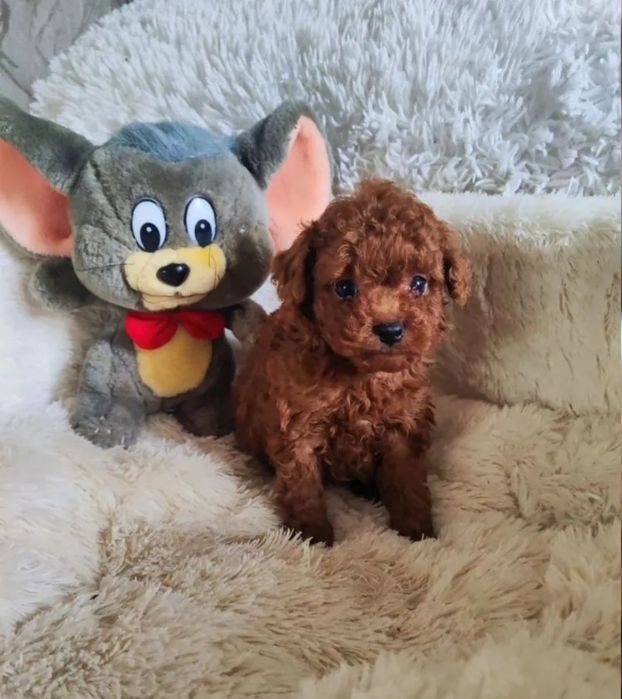 Гарний малиш   той пудель