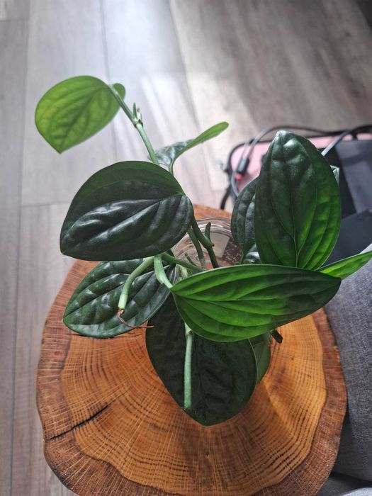 Monstera Karstenianum Peru