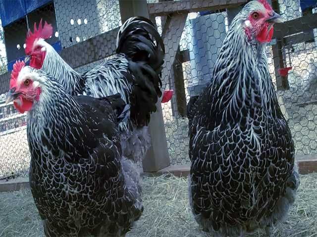 Інкубаційне яйцо, кури та сім'ї, курчата Суссекс королівський, срібло.