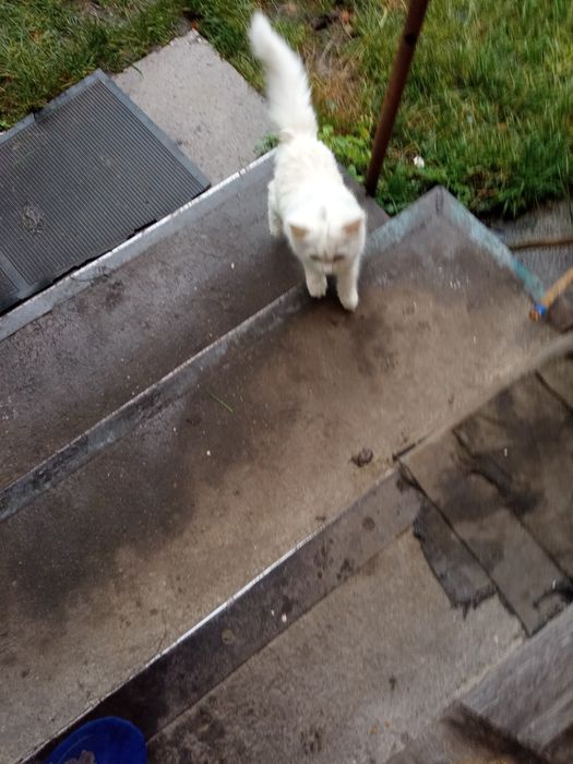 Котята сельской кошки