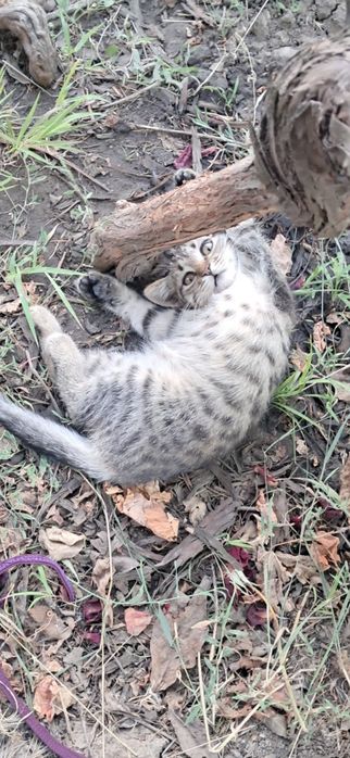 Маленькие котята ищут добрых хозяев. Только Николаев!!!