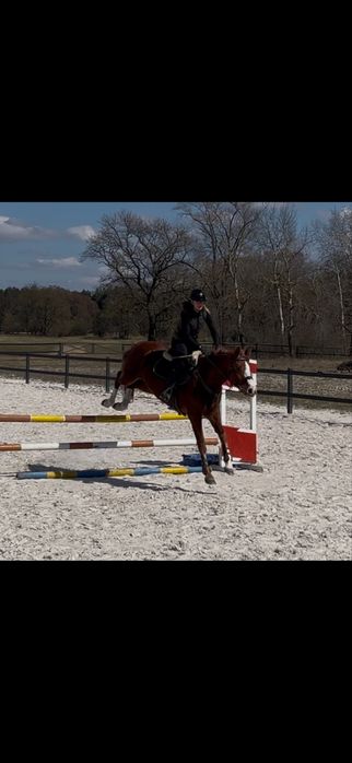 Klacz do sportu