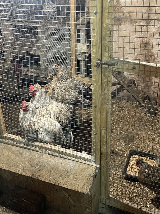 Кури Легбар сімʼя