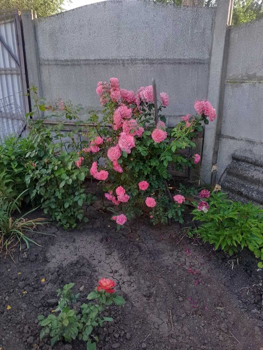 Продам будинок с.Максимівка