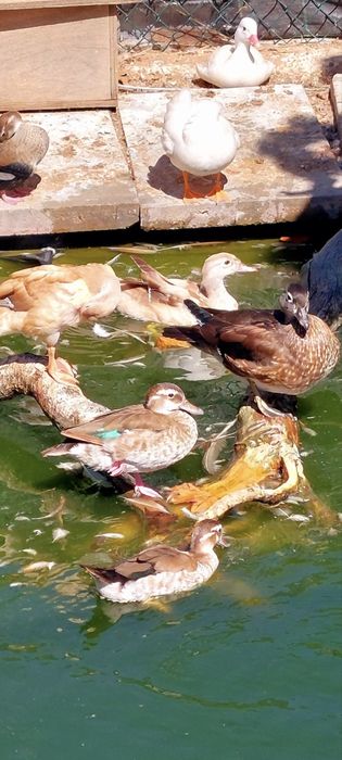 Patos mandarins  canelas  e ancestrais
