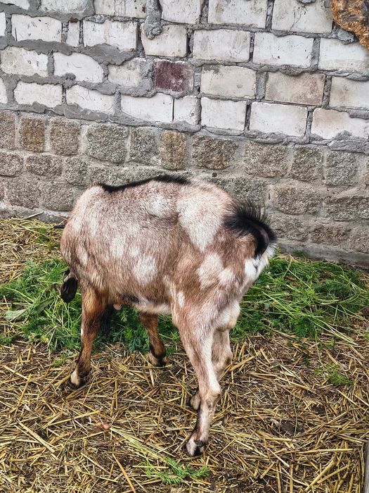Kozioł anglonubijski