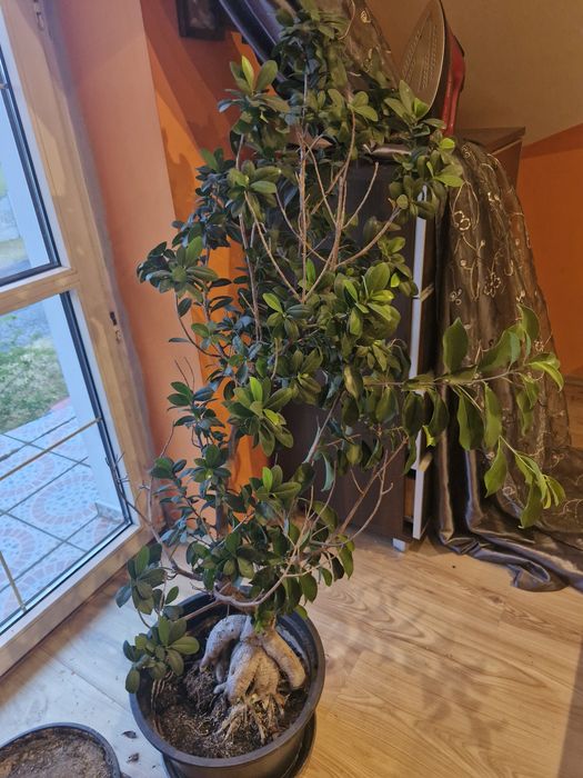 Drzewo Bonsai 130cm