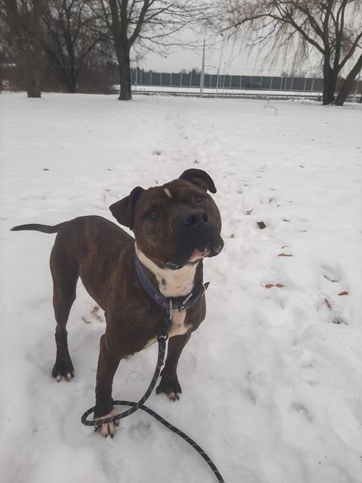 Zgrywusek szuka domku