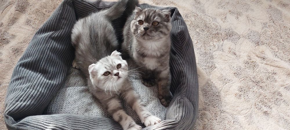 Шотландські кошенята (скотіш фолд)