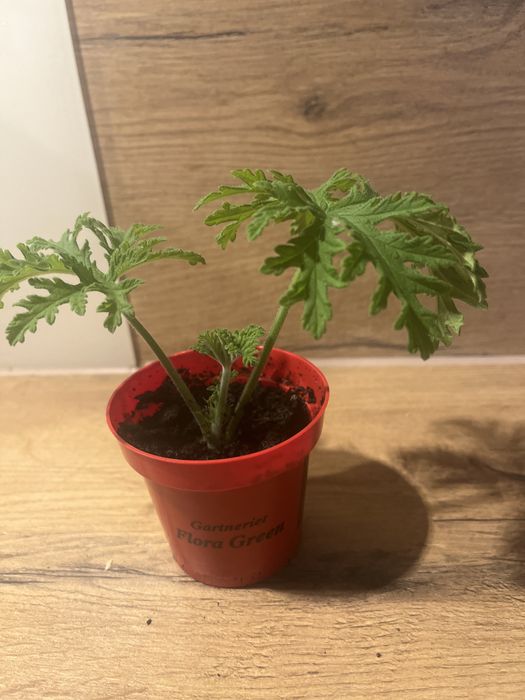 Geranium Anginka
