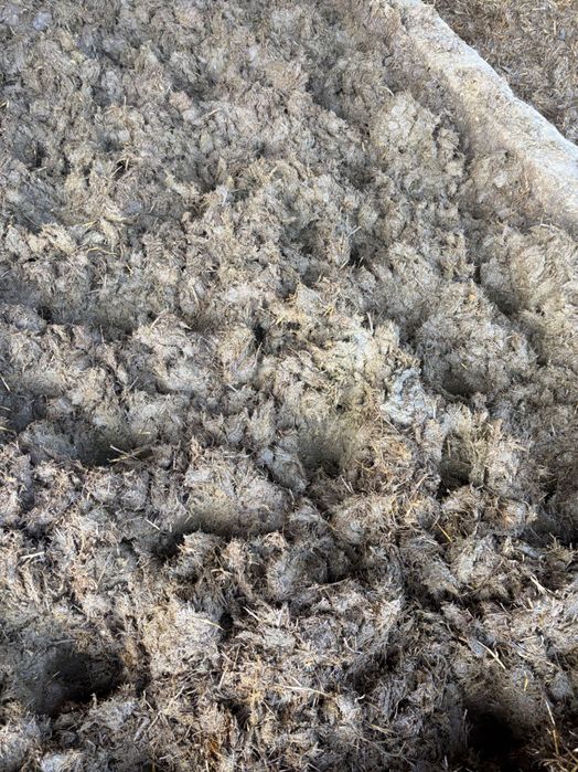 Obornik Bydlęcy                    .