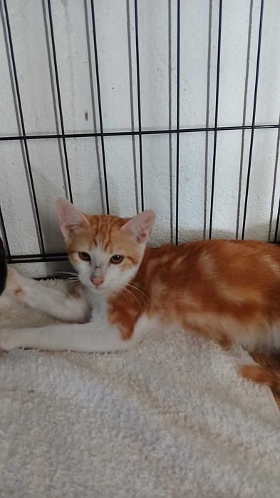 Gato bebé para adoção consciente