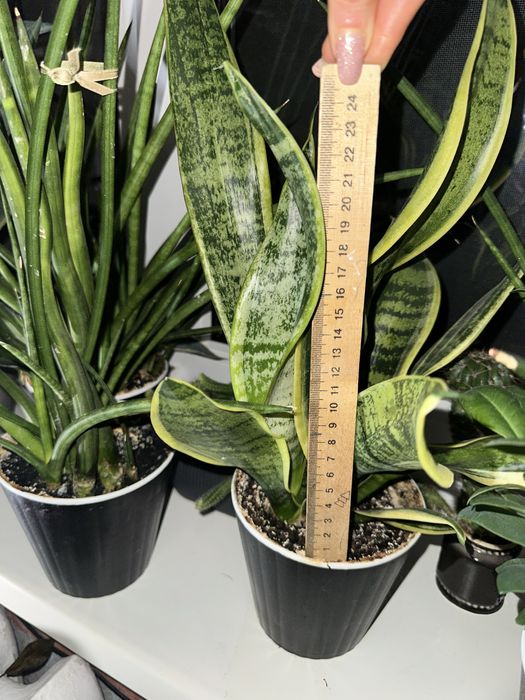 Сансеверия трезполосная, сансеверия цилиндрическая, кактусы