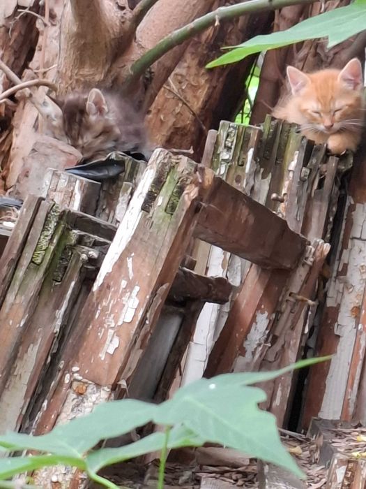 Котята в счастливые семьи