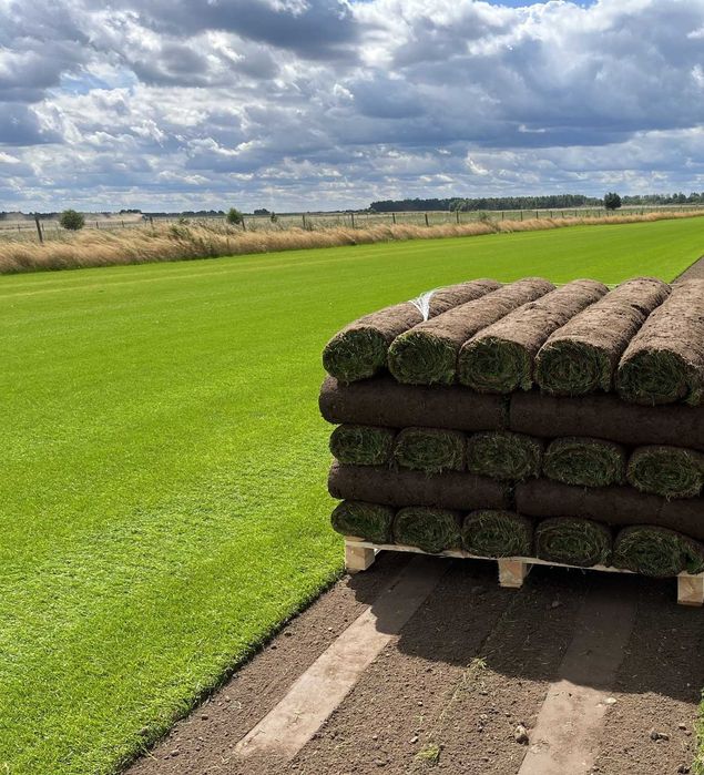 Trawa rozwijana z rolki