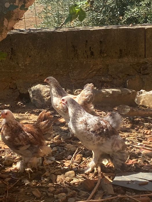 Pintos de raça BRAHMA