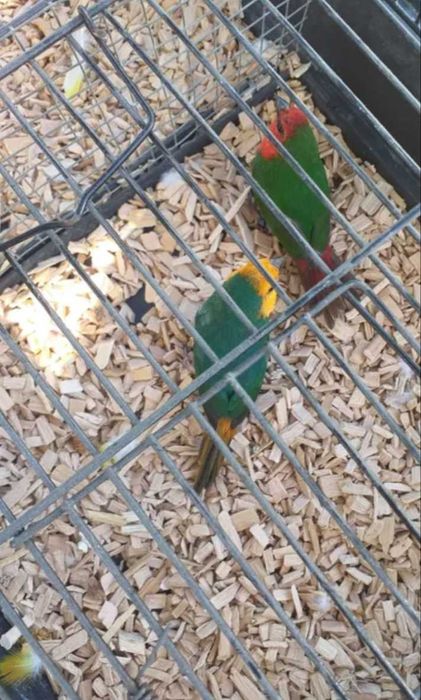 Diamante papagaio ( erythrura psittacea )