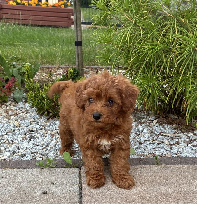 Cavapoo f1b Pudel Toy, Cavalier