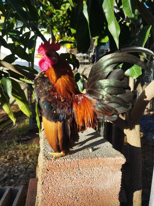 Galinhas raça Serama/Ovos